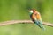 European bee-eater natural classic portrait