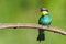 European bee-eater natural classic portrait with dragonfly