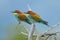European bee-eater pair, colourful with sky background
