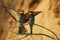 European bee-eater pair dancing