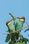 European Bee-Eater Pair Merops Apiaster