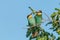 European Bee-Eater Pair Merops Apiaster