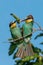 European Bee-Eater Pair Merops Apiaster