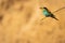 European bee-eater perched on a branch on a blurry golden background