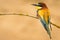 European bee-eater perched on a branch on a blurry golden background