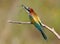 The European bee-eater sits on a branch