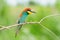 European bee-eater sits on a branch, like a small colorful dragon.