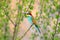 European bee eater sits on a green branch