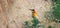 European bee-eater sits and looks for a burrow