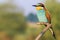 European bee-eater on spring day