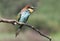 European bee-eater in wild forest in Hungary.