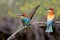 European bee-eaters