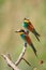 European Bee-eaters.