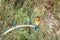 European bee-eaters in courtship display in spring.