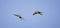 European bee-eaters flies across the sky in pairs