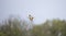 European bee-eaters flies across the sky in pairs