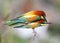 European bee-eaters are mated