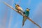 European bee-eaters pair