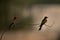 European bee-eaters perched on a tree, Bahrain. A backlit image