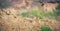 European bee-eaters sitting on clay, hills of sand and guard