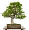 European beech as bonsai tree