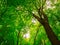 European beech or beech tree Fagus sylvatica - low angle view into the crown of a mighty and tall trees in the forest