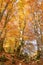 European beech, Fagus sylvatica, golden fall colours
