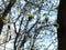 European beech Fagus sylvatica twig with young freshly growing leaves. Blurred forest and bright blue sky in the background