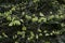 European beech springtime foliage