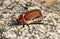 European beetle or June beetle