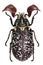 European beetle with large antenna Polyphylla fullo