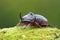 European beetle - Oryctes nasicornis