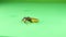 European beewolf isolated a green background. Bee killer wasp. Solitary wasps