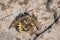 European Beewolf wasp (Philanthus triangulum) with Honey Bee prey