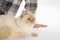 European beige cat sitting, white background art