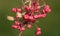 European birch bark - berries on a branch