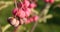 European birch bark - berries on a branch