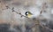 European bird titmouse on a tree branch