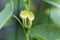 European Birthwort Aristolochia clematitis