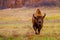 European bison