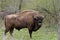 European bison