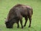 European Bison