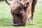 An European Bison, also called the Wisent, is Europeâ€™s largest native mammal