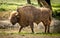 The European bison, also known as wisent or the European wood bison