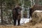 European Bison Aurochs, Bison Bonasus Licks Itself With Tongu