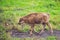 European bison baby