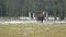 European bison on the background of the winter forest, 4K