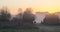 European Bison at Bialowieza homes during dawn