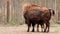 European bison. Bison bonasus