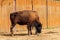 European bison Bison bonasus, also known as wisent, auroch in a paddock at farmyard